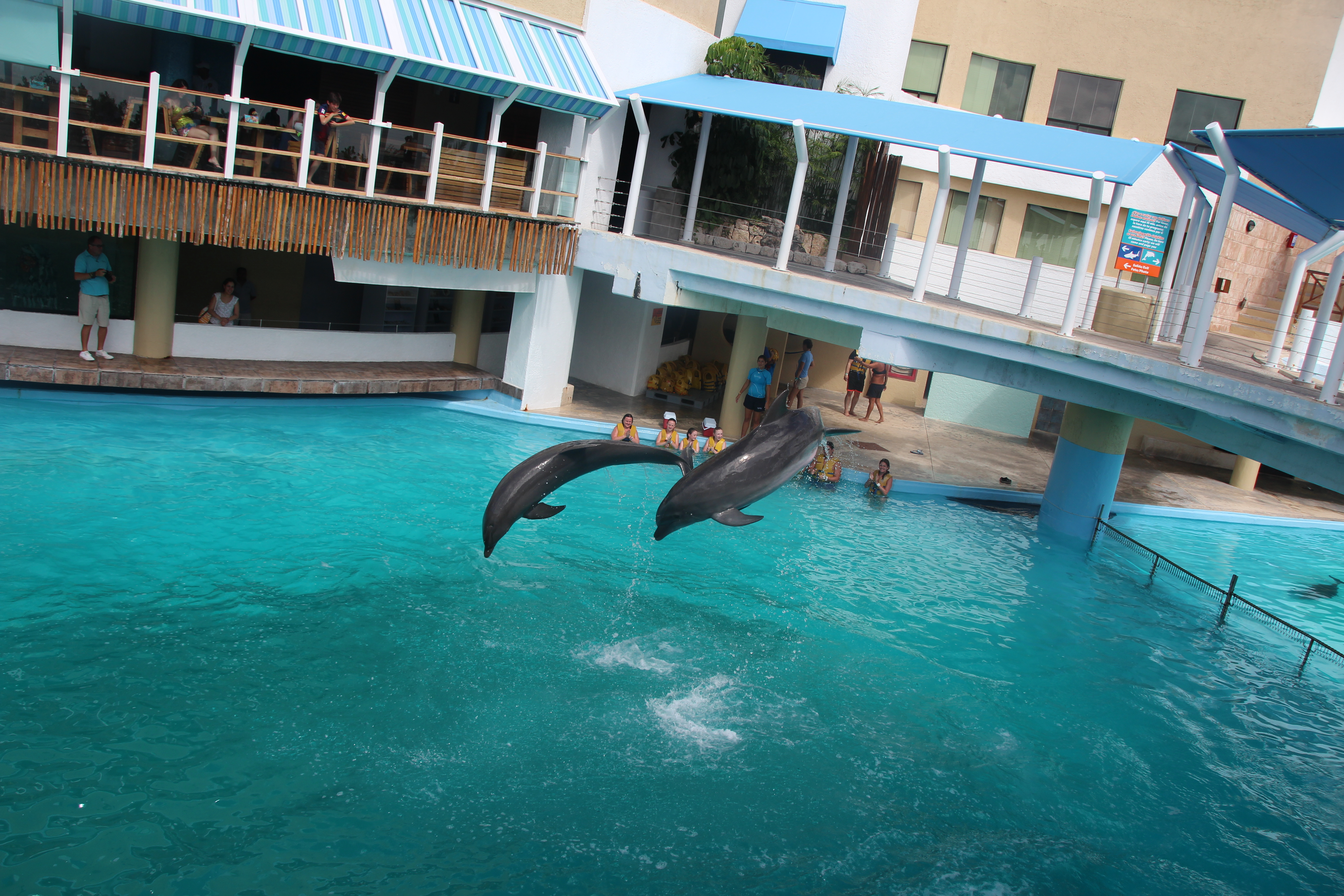 Aquarium inside La Isla Mall - Dolphin show