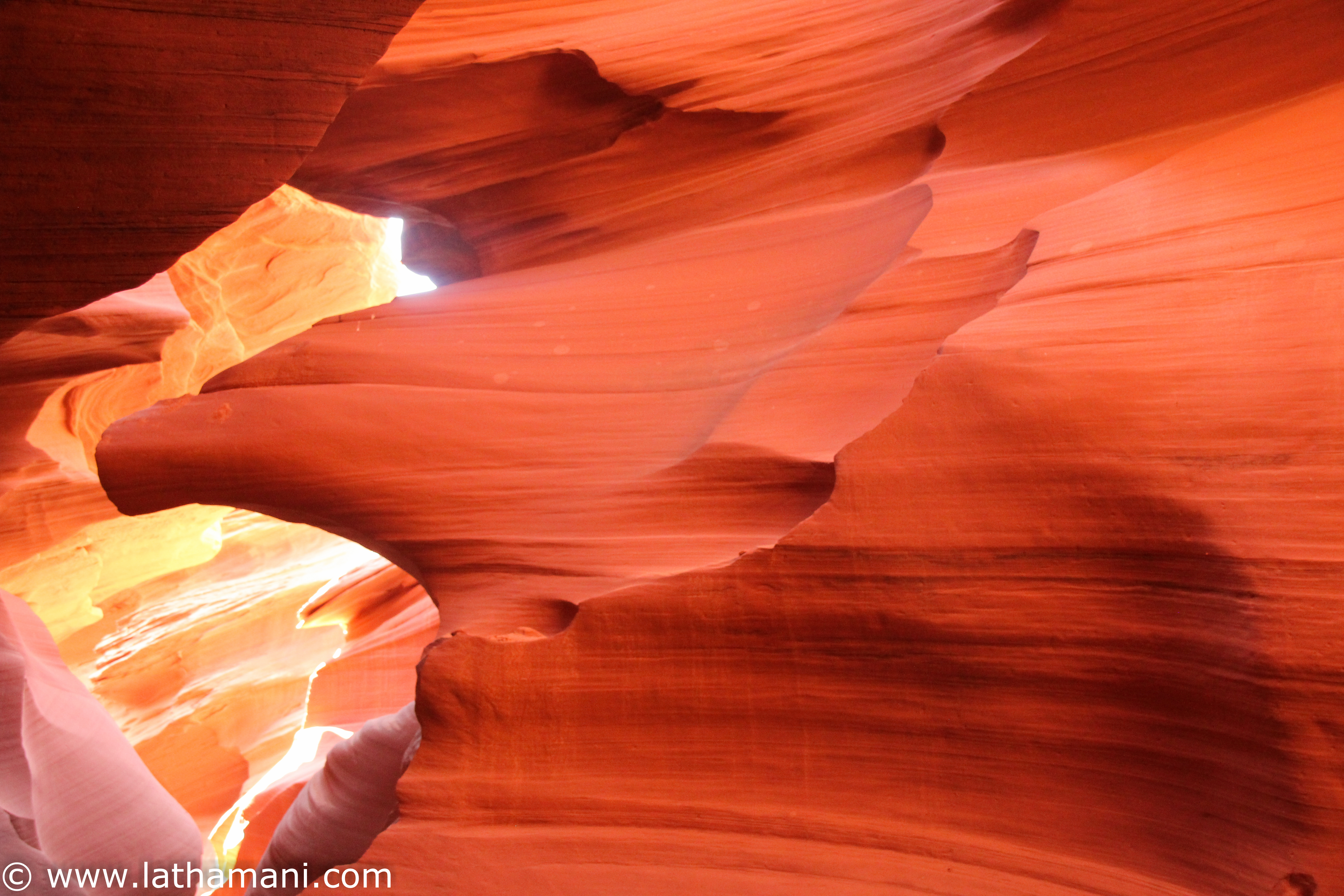 Image of a Eagle head in Lowe Antelope