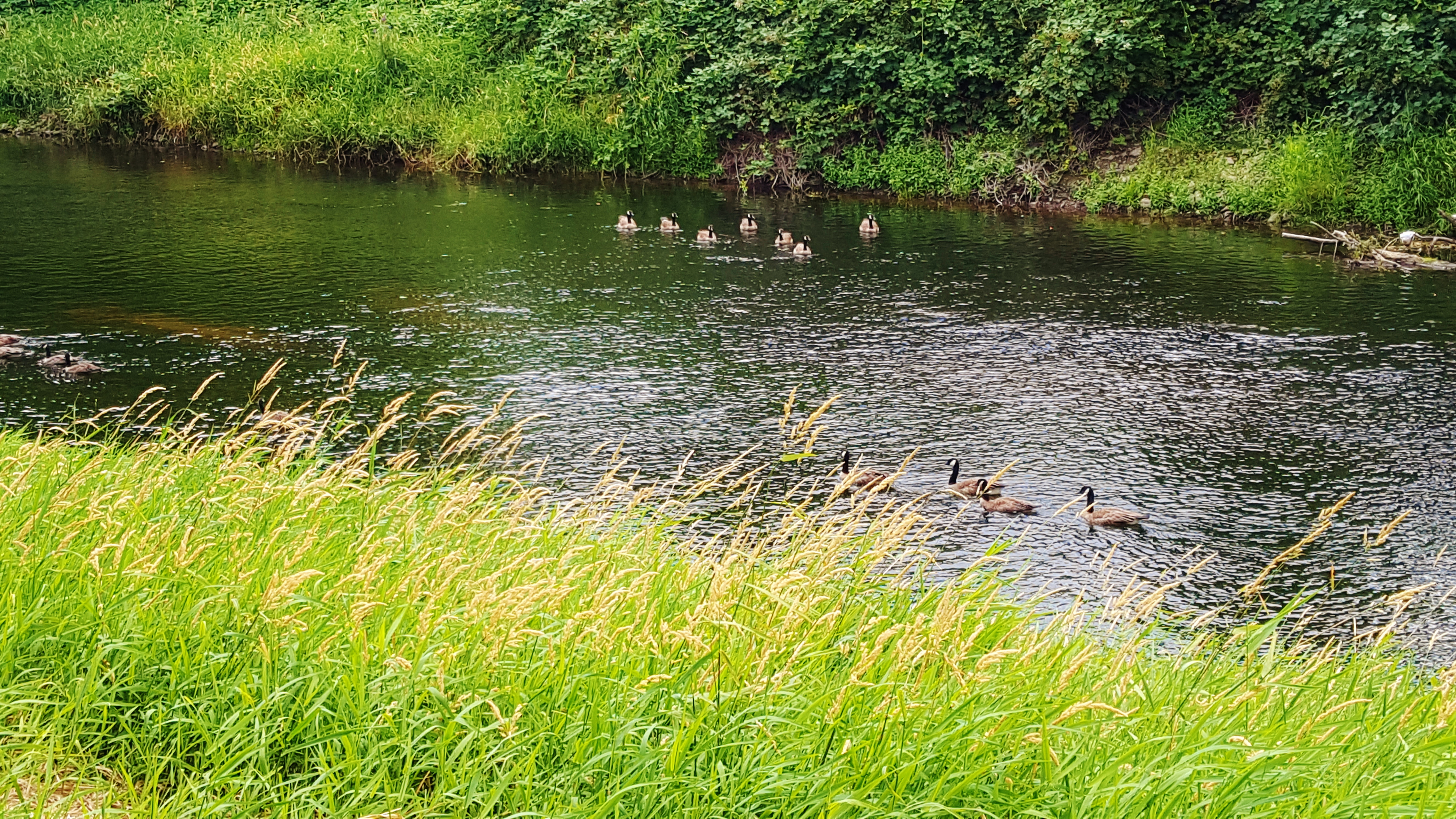 Ducks Lined up - What a sight !
